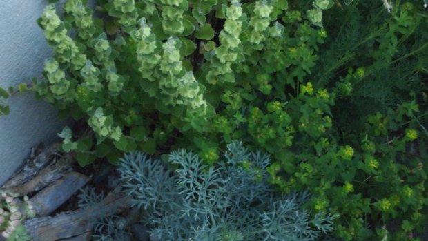 Wunderbares Farbenspiel entlang der Hausmauer: Staudenbepflanzung in Grün-Gelb und Silberblau. (Bild Ruth Bossardt)