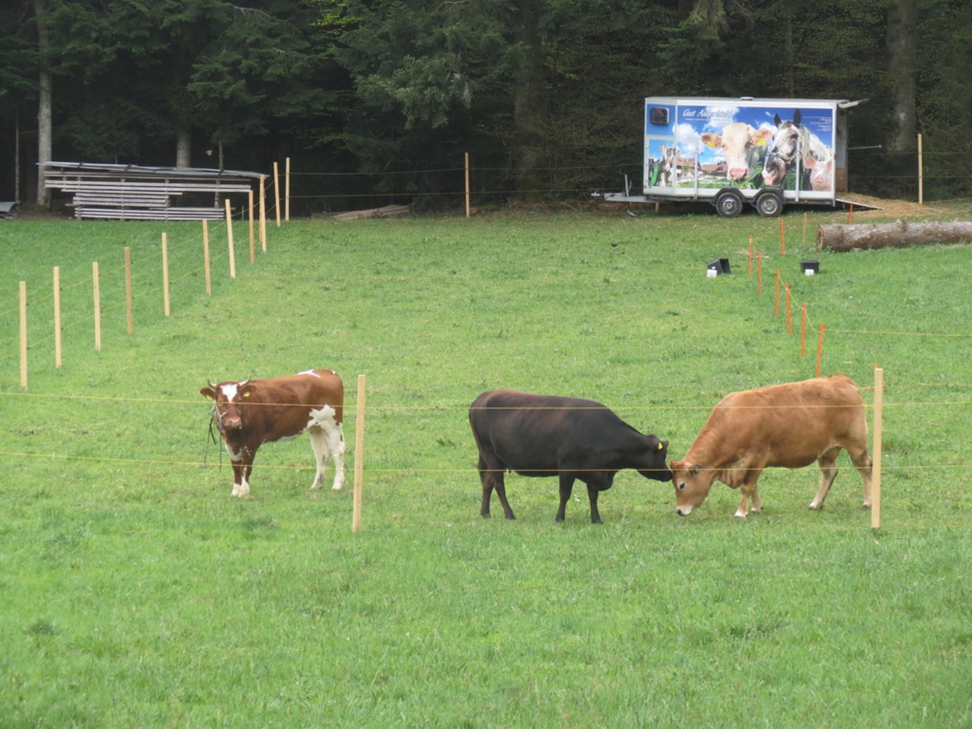 Spächtli freundet sich langsam mit den anderen Rindern auf dem Gnadenhof an. 