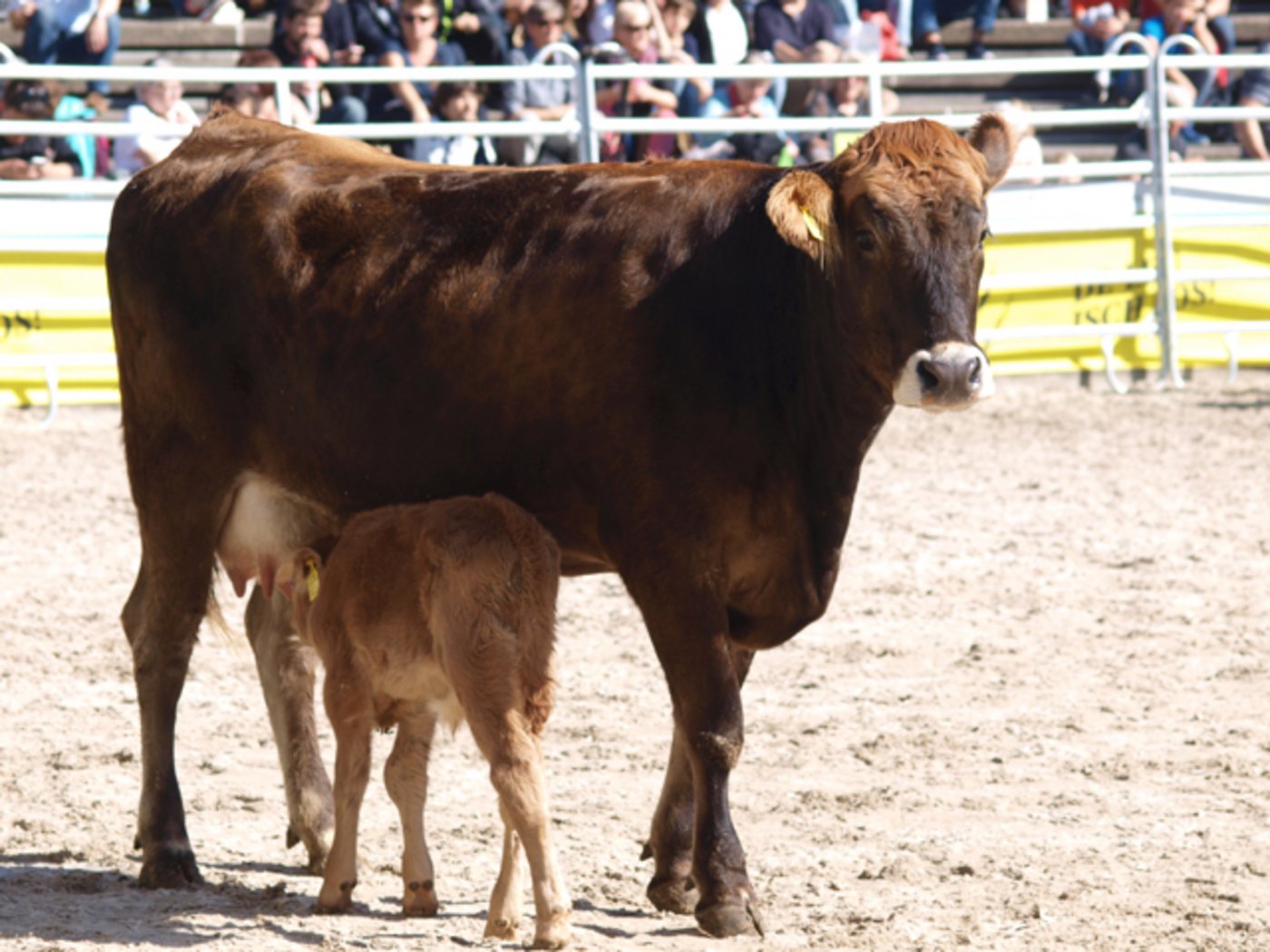Für Davina und ihr Kalb wurden 4500 Franken bezahlt. (Bilder Mario Tosato)