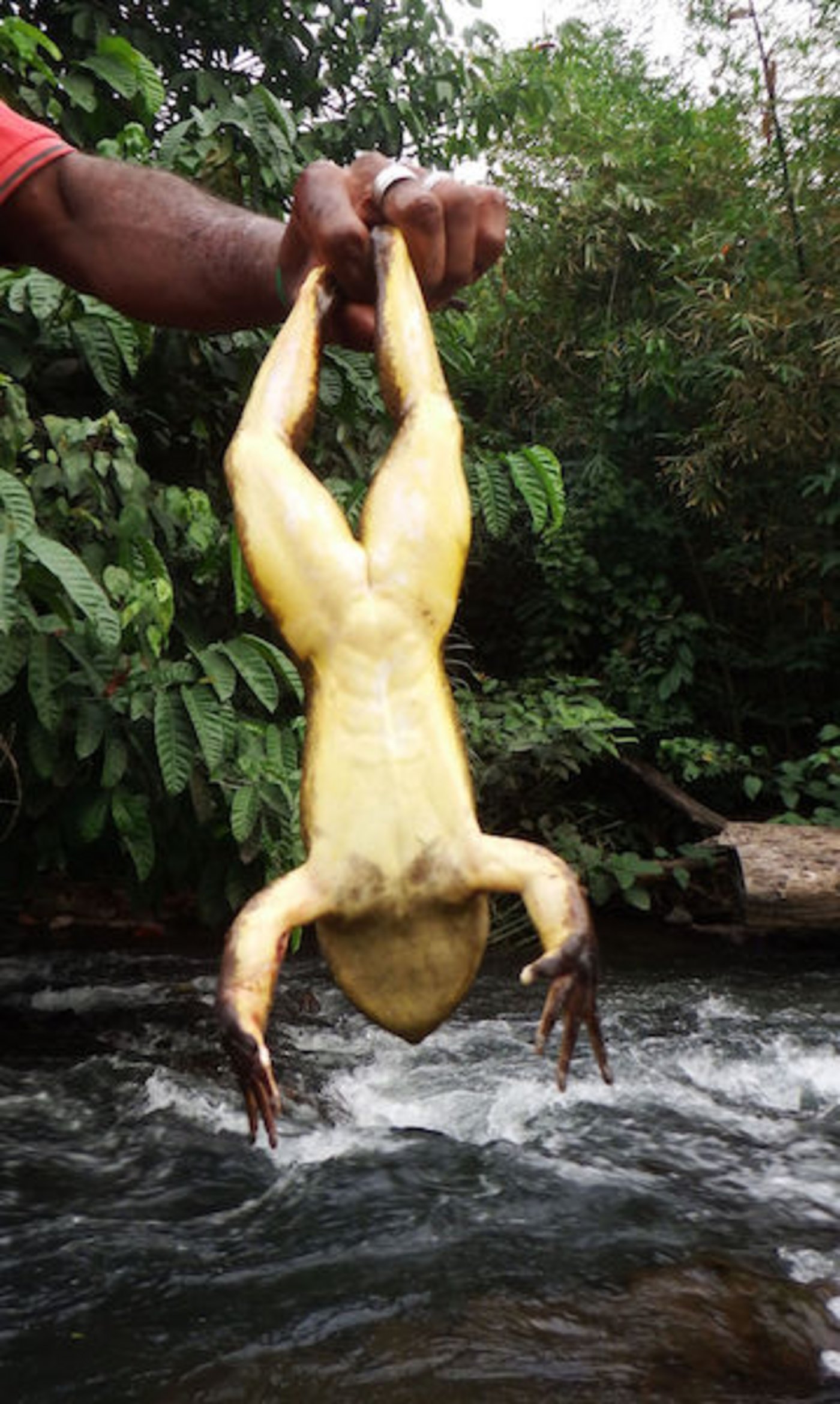 Die riesigen Frösche gelten als Delikatesse. (Bild Frog and Friends)
