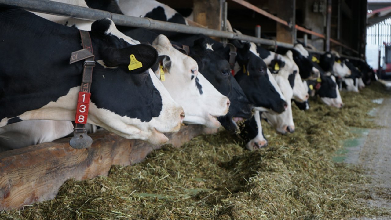 „Die Milch fliesst mit einer Temperatur von etwa 30°C in den Milchtank. Wenn wir sie auf etwa 4°C abkühlen, gewinnen wir Wärme, mit der wir im Winter den Stall heizen können.“