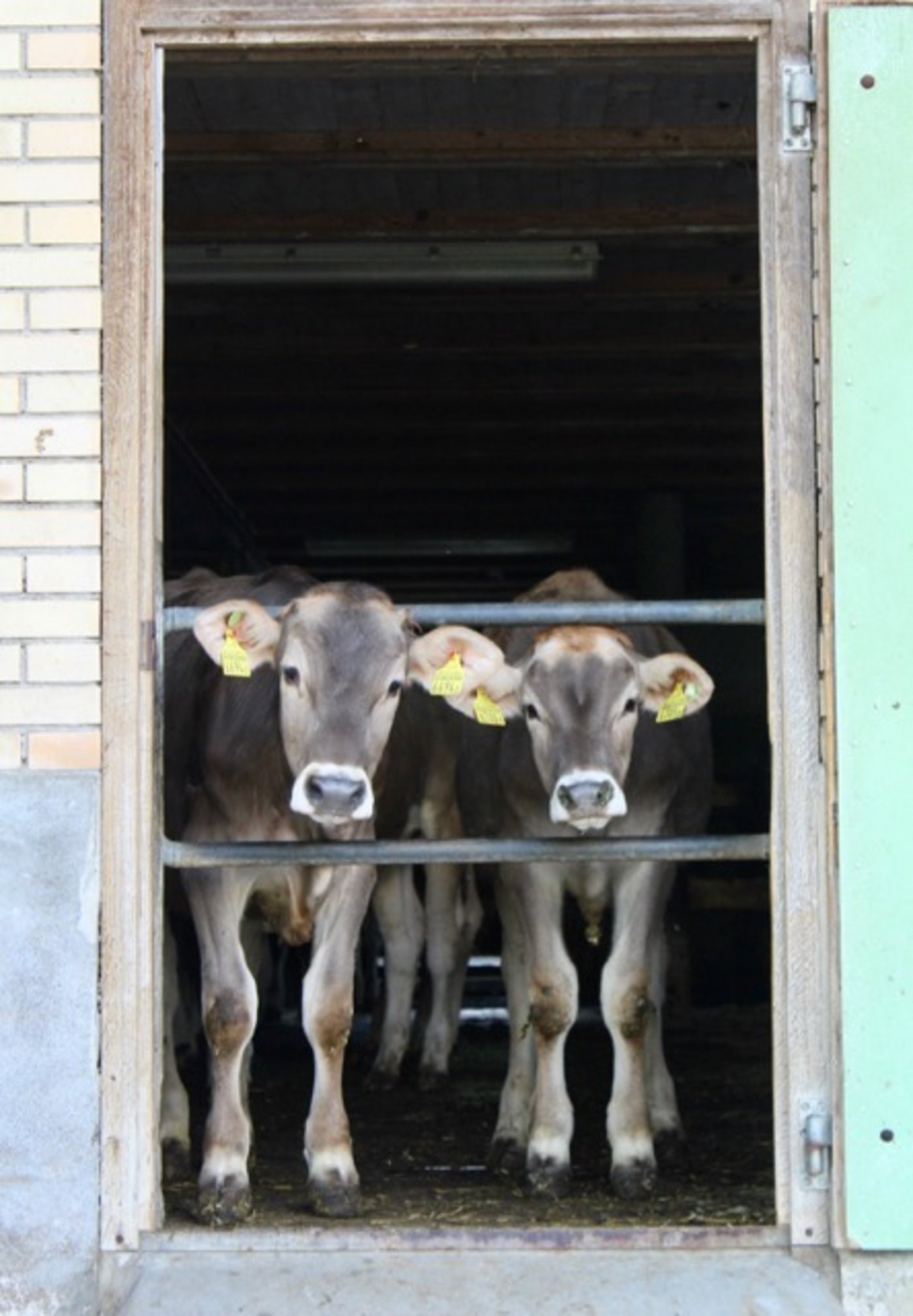 Neugierig beäugten die Kälber die Gäste auf dem Hof.