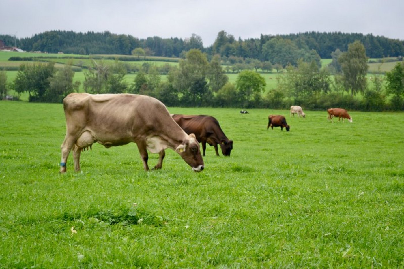 Mit der Massnahme «Begrenzung der Rohproteinzufuhr» will der Bundesrat unter anderem die Wirkung von GMF in Bezug auf den Kraftfuttereinsatz verbessern. (Bild jba)
