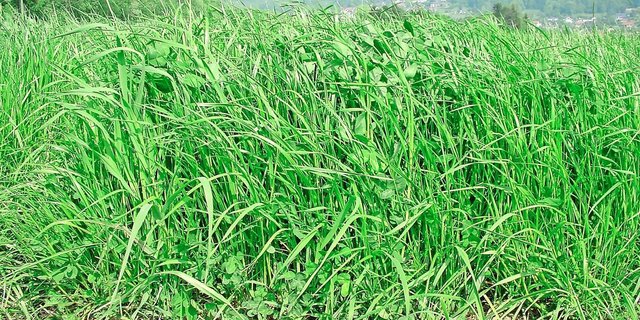 Die Wahl der passenden Standardmischungen bildet die Grundlage des erfolgreichen Kunstfutterbaues.