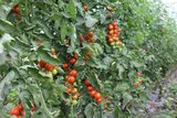 Tomaten erhalten die Abonnenten der Gemüsetaschen, wenn im Gewächshaus in Dällikon reif sind. Sie werden rot und reif geerntet. 