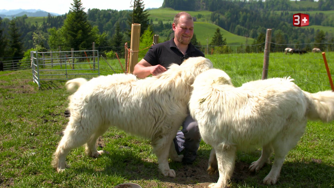 Mit seinen Herdenschutzhunden verbringt der 31-Jährige so viel Zeit wie möglich.