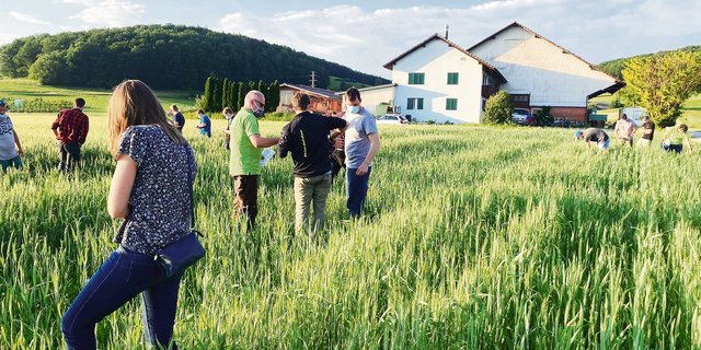 Die Teilnehmerinnen und Teilnehmer des Bodenfruchtbarkeitsabends begutachten ein Weizenfeld mit einer Untersaat, das mit Komposttee behandelt wurde.(Bild Alexandra Stückelberger)