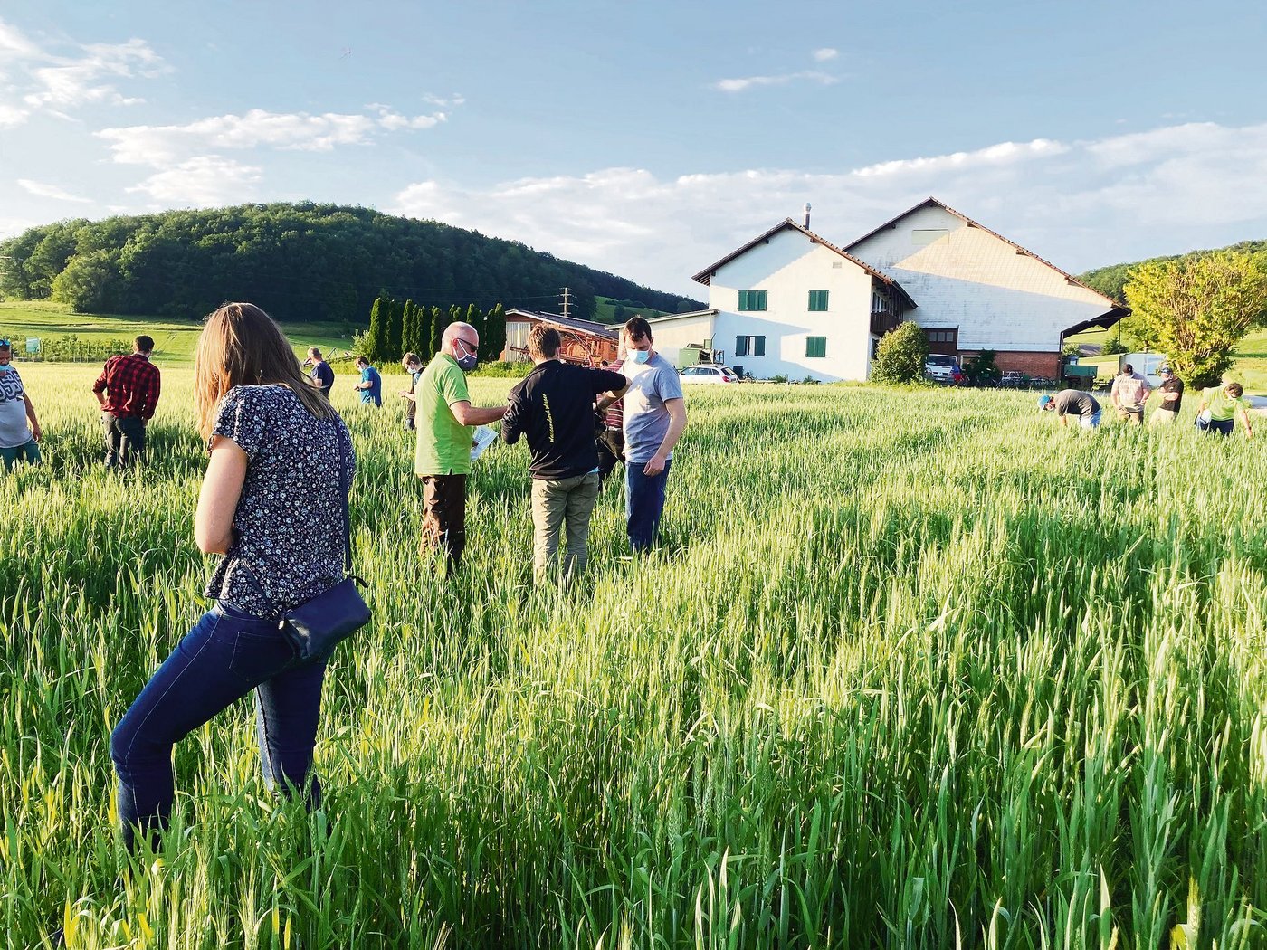 Die Teilnehmerinnen und Teilnehmer des Bodenfruchtbarkeitsabends begutachten ein Weizenfeld mit einer Untersaat, das mit Komposttee behandelt wurde.(Bild Alexandra Stückelberger)