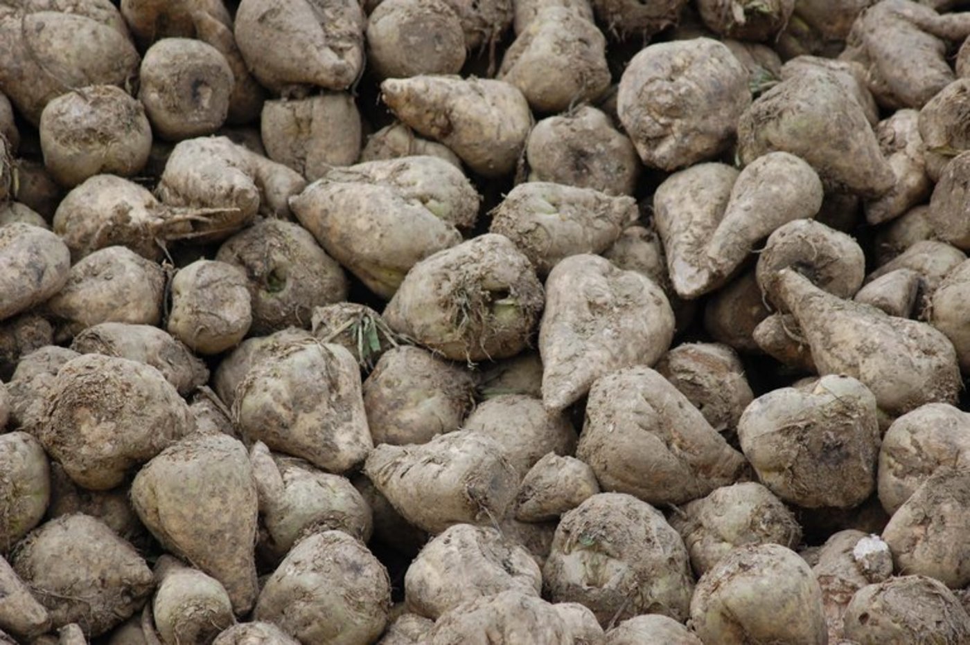 Der Flächenertrag an Rüben wird in Österreich heuer auf 62 Tonnen/ha geschätzt (2014: 73 Tonnen/ha). (Claudia Gappisch/landwirtschaft.ch)