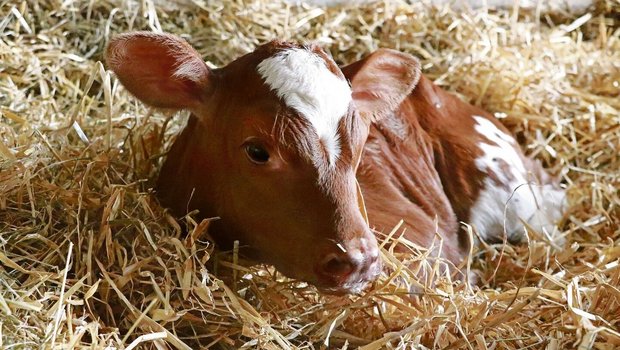 Eine Eisengabe für n Eine Eisengabe für neugeborene Kälber ist auf jeden Fall empfehlenswert, dafür gibt es verschiedene Möglichkeiten.