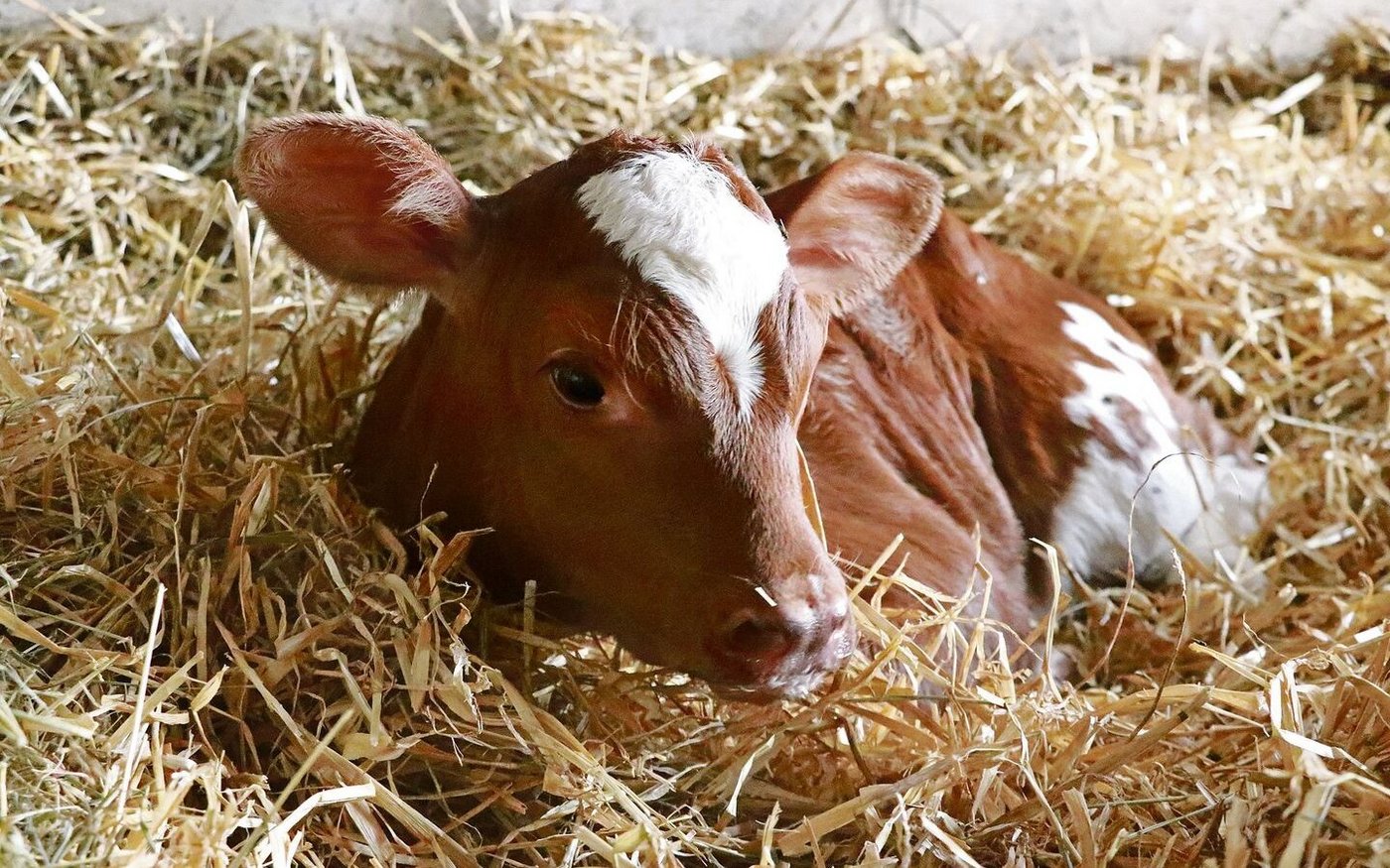 Eine Eisengabe für neugeborene Kälber ist auf jeden Fall empfehlenswert, dafür gibt es verschiedene Möglichkeiten.