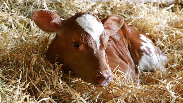 Eine Eisengabe für n Eine Eisengabe für neugeborene Kälber ist auf jeden Fall empfehlenswert, dafür gibt es verschiedene Möglichkeiten.