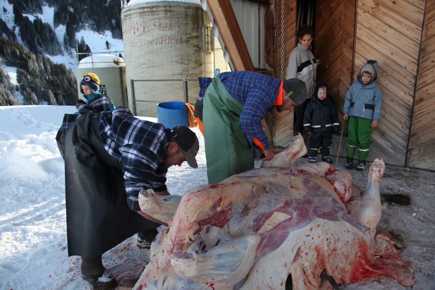 Alle sind konzentriert beim Schlachten der Kuh Walli dabei: Roman, Beat Brand, Metzger Raphi Arnold, Anja Brand, Marvin und Linda (v. l. n. r.). (Bild Agnes Schneider Wermelinger)