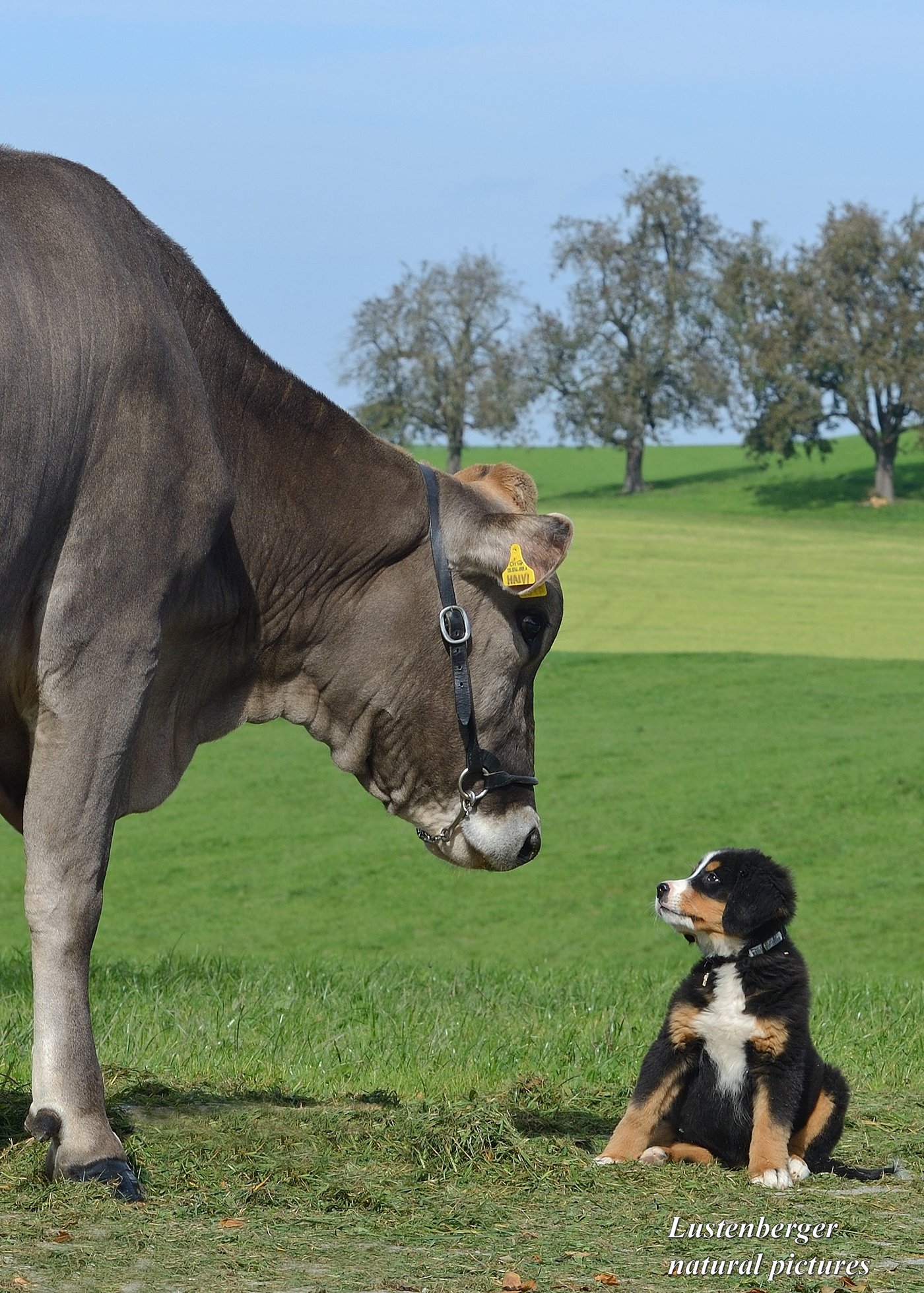 Als sein legendärstes Bild bezeichnet er diesen Glückstreffer von Kuh Vigor Hawai und Sennenhundwelpe Sindy. 