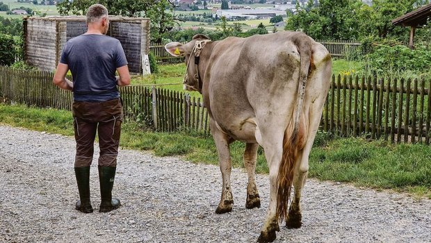 Die Kuh ist lahm; darf sie transportiert werden? Nicht selten ist die Antwort auf diese Frage ein Abwägen. Auch Tierärzte zeigen Unsicherheiten. 