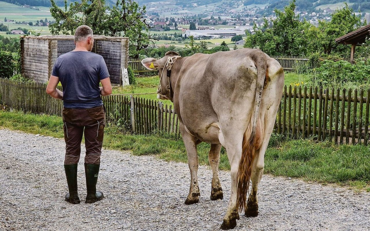 Die Kuh ist lahm; darf sie transportiert werden? Nicht selten ist die Antwort auf diese Frage ein Abwägen. Auch Tierärzte zeigen Unsicherheiten. 