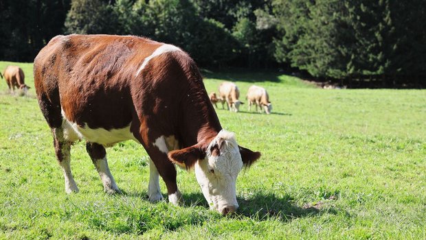 Die Simmentaler Kühe der Familie Fritz müssen gerne und viel Raufutter fressen. Ergänzend wird nicht viel zugefüttert. Die Kühe geben trotzdem viel Milch. Mit den Tageszunahmen der Kälber sind die Züchter sehr zufrieden – was auch ein gutes Zeugnis für die Mutterkuh ist.