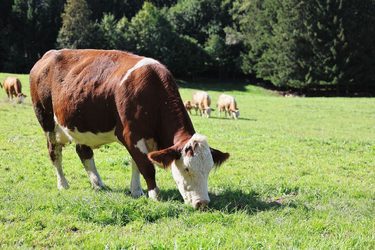 Die Simmentaler Kühe der Familie Fritz müssen gerne und viel Raufutter fressen. Ergänzend wird nicht viel zugefüttert. Die Kühe geben trotzdem viel Milch. Mit den Tageszunahmen der Kälber sind die Züchter sehr zufrieden – was auch ein gutes Zeugnis für die Mutterkuh ist.