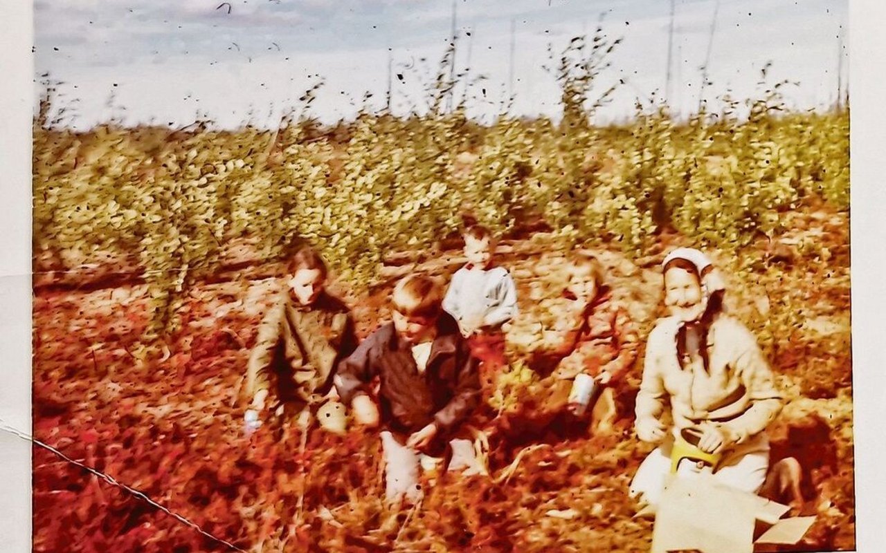 Die Mutter Helen Lehmann mit den Kindern. Alle pflücken emsig die unzähligen kleinen, blauen Heidelbeeren.