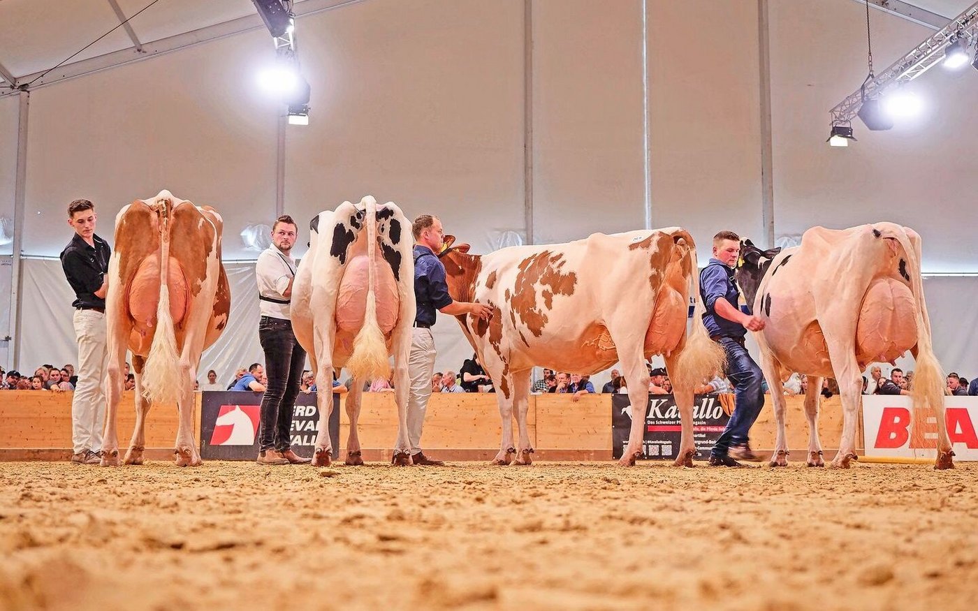 Mox Attraction Belinda, Siegsoleil Fleury Jordanie, Järmann’s Bad Queen und Brem Holstar Sidekick Gauloise (v. l. n. r.).