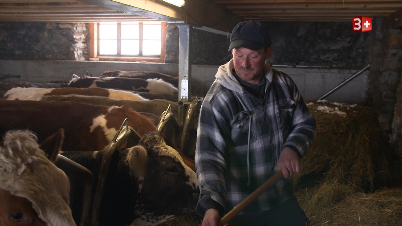Da die Kühe im Sommer auf der Alp sind, verbringt Antony vor allem im Winter viel Zeit im Stall. (Bild 3+)