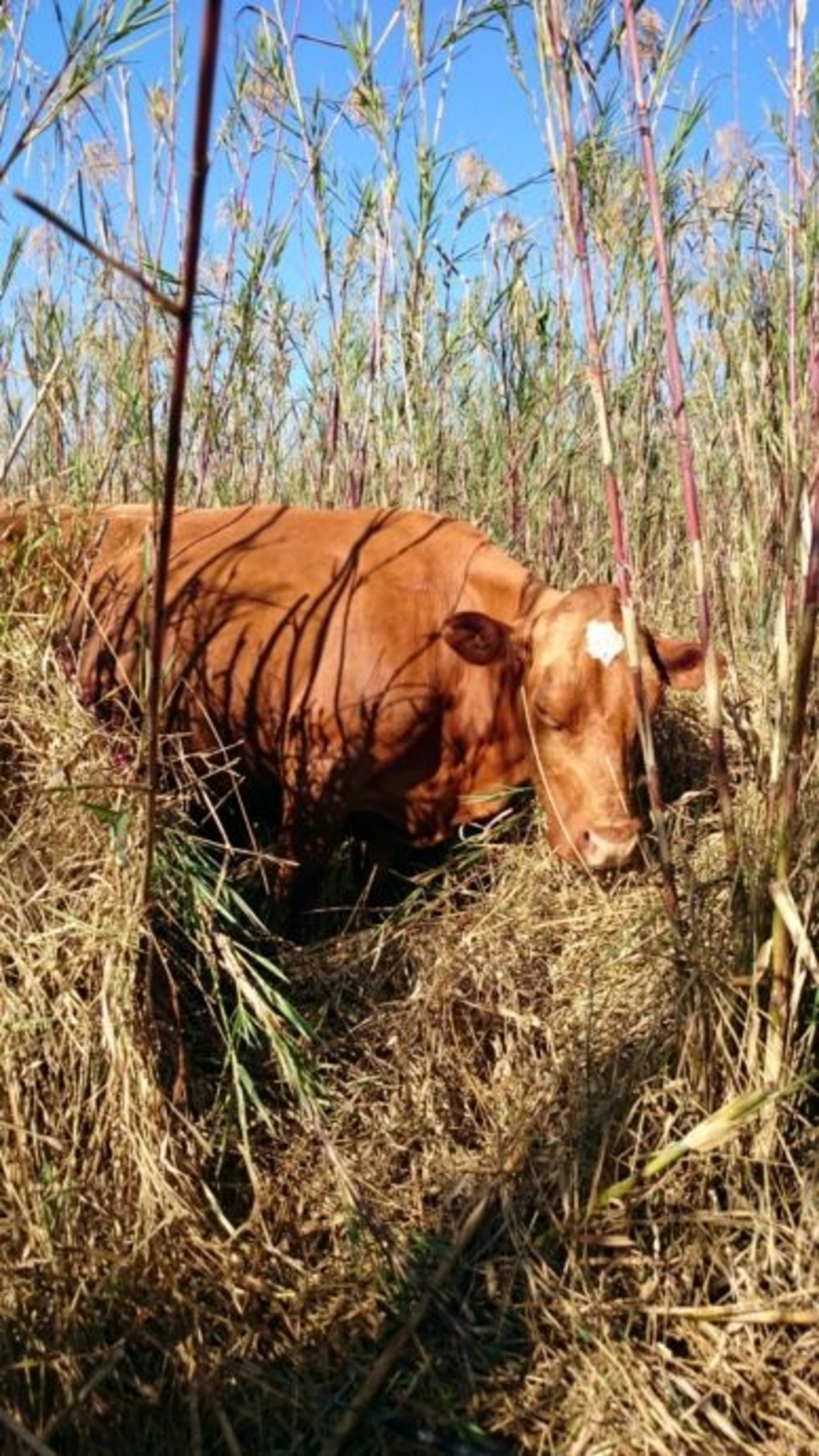 Winterweidegang einer sambischen Milchkuh. An Rohfaser mangelt es hier nicht.