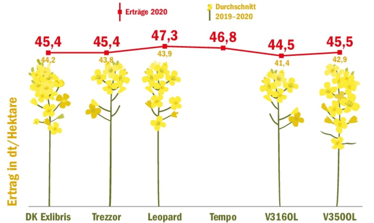 Die Sorte Leopard erreichte 2020 den höchsten Ertrag aller Sorten. Die neue Holl-Rapssorte V350OL vermochte in diesem Jahr mit Trezzor und DK Exlibris mitzuhalten. Für Tempo fehlen die Angaben für das vergangene Jahr. (Grafik BauZ/Quelle Forum Ackerbau)
