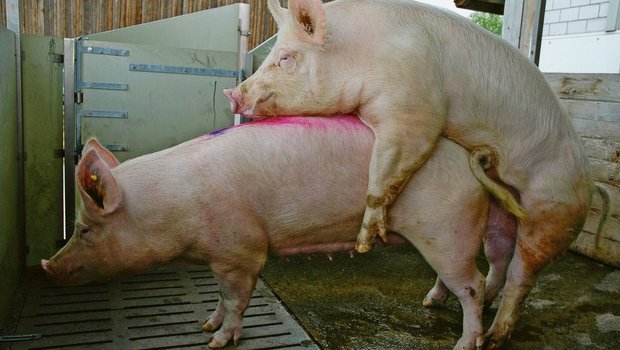 Deckeber: Ohne ihn g Deckeber: Ohne ihn geht es auch bei einem hohen KB-Anteil nicht. Schweizweit gibt es 14 Eberzüchter der Rassen Premo, Duroc und Piétrain.