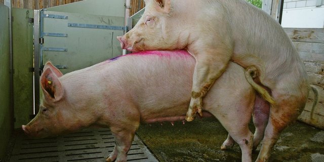 Deckeber: Ohne ihn geht es auch bei einem hohen KB-Anteil nicht. Schweizweit gibt es 14 Eberzüchter der Rassen Premo, Duroc und Piétrain.