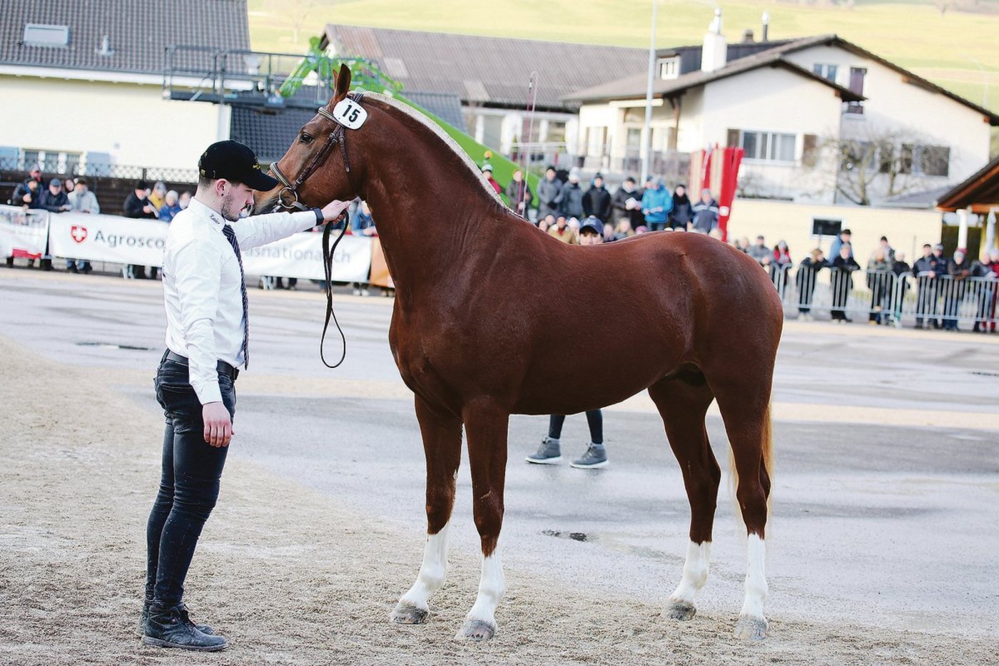Er liess die Gemüter in diesem Jahr mehrfach hochgehen. Der Freibergerhengst Cartoon du Padoc. Nun soll Ruhe einkehren, hofft die Pferdezucht einhellig.(Bild Karin Rohrer)