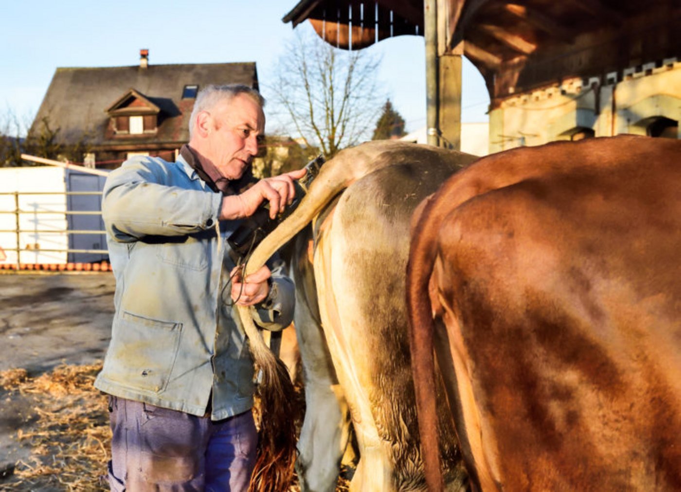 Sepp Etterlin bereitet seine Kühe für die Gant vor - sein Pachtbetrieb hat keine Zukunft mehr. (Bild Copyright SRF)