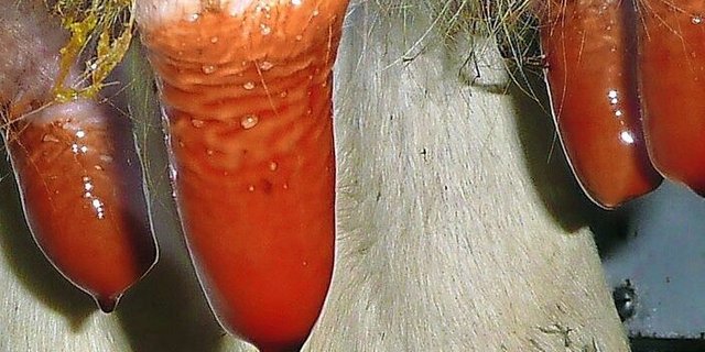 Nach dem Dippen sollten 2/3 der Zitzen benetzt und eine Tropfenbildung am Ende der Zitze erkennbar sein.