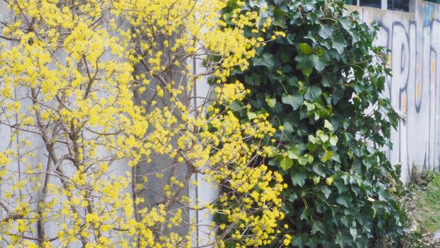 Hecken – ein Sichtschutz der blüht und duftet Die einheimischen Kornelkirschen blühen früh im Frühling in dezentem Gelb und sind eine erste Anlaufstelle für Insekten. (Bilder Ruth Bossardt)