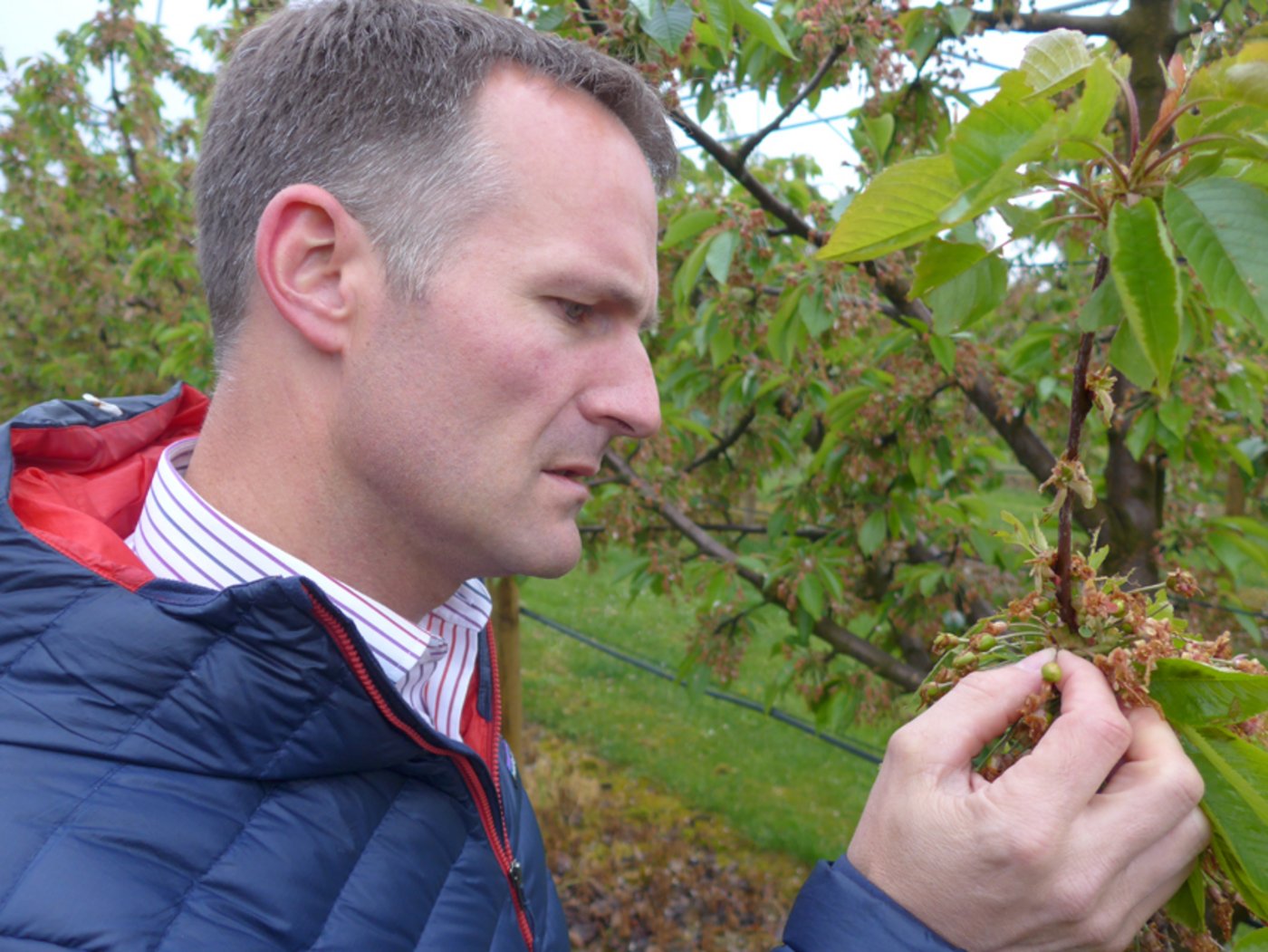 Obstverband-Direktor Georg Bregy macht sich ein Bild von der Lage. (Bild akr)