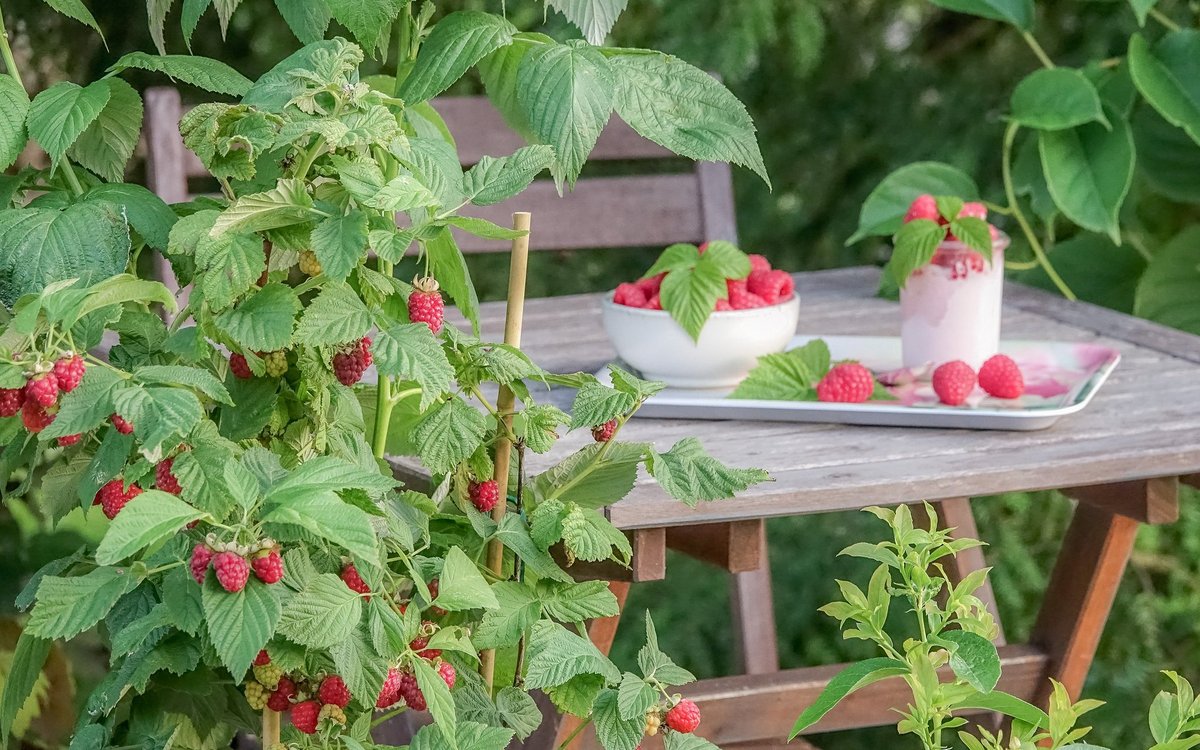 Himbeeren: Ssse Versuchung fr jede Gartengrsse - und sogar fr den Topf  - bauernzeitung.ch | BauernZeitung