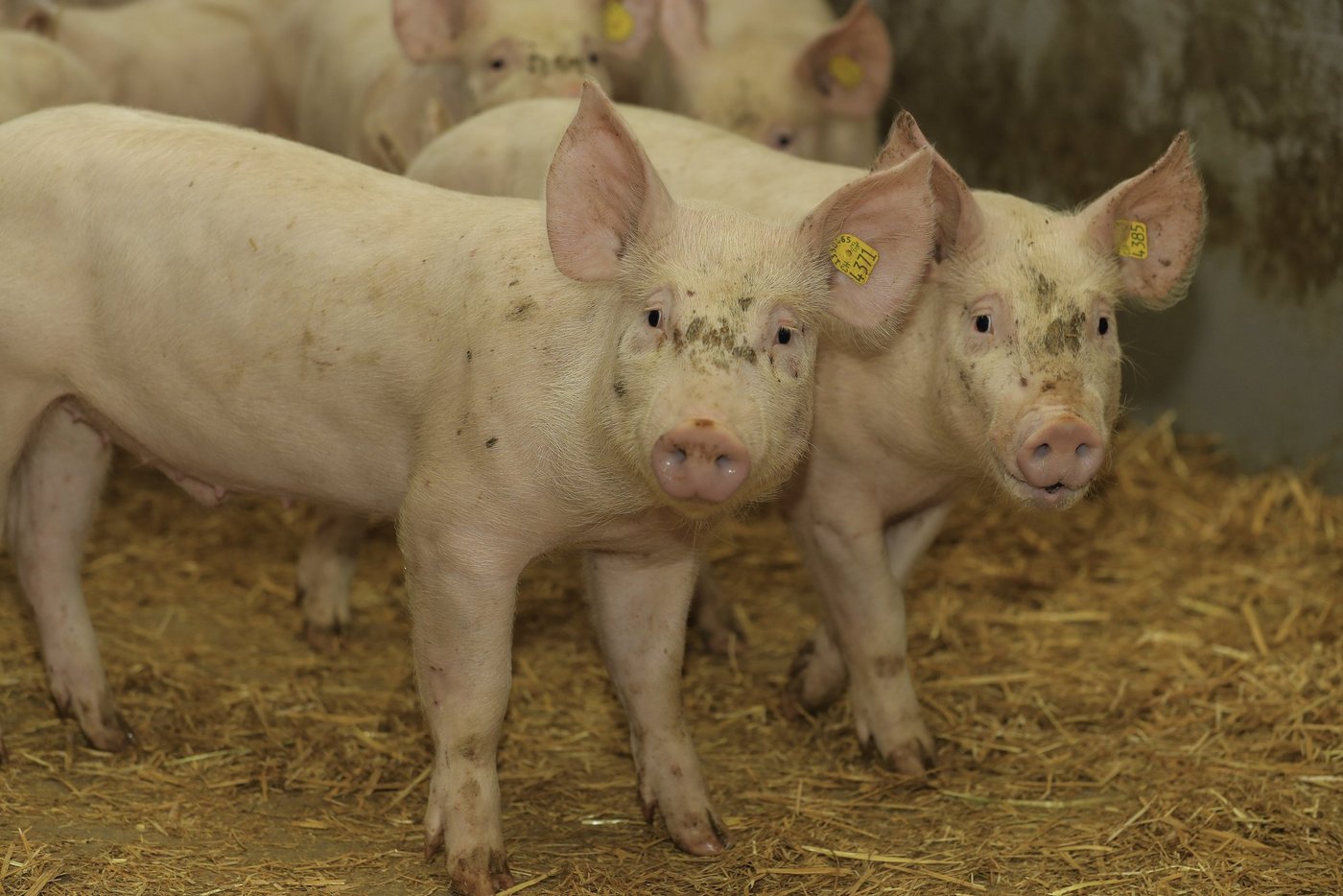 Die kommende Agrarpolitik fokussiert vermehrt auf Umwelt und Tiergesundheit (Bild BauZ)