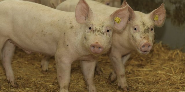 Die kommende Agrarpolitik fokussiert vermehrt auf Umwelt und Tiergesundheit (Bild BauZ)