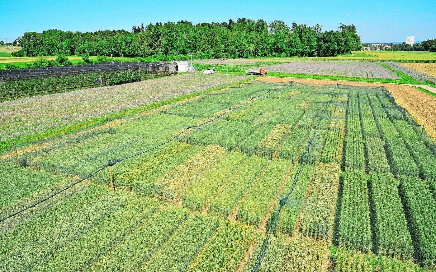 Die Gentech-Freilandversuche sollen Chancen und Grenzen der grünen Gentechnologie aufzeigen. 