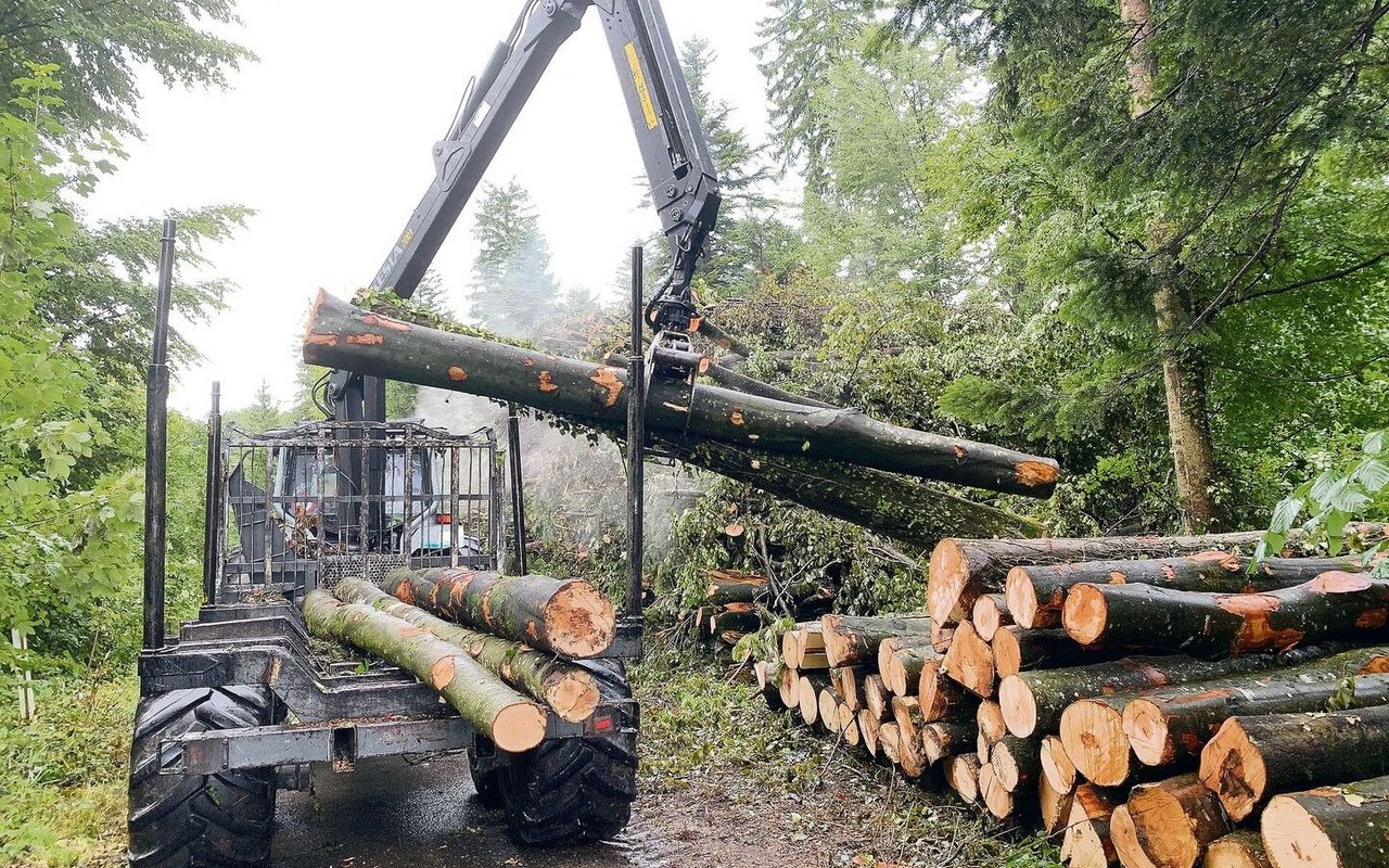 Kretz Forestry macht konventionelle Holzernteschläge, vor allem aber Spezialholzerei. Das Bild zeigt den Verlad von Stämmen. 