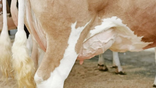 Antibiotika muss weichen: Der Fokus liegt nun auf der Vorbeugung Streptococcus uberis hat sich zum wichtigsten Euter-Erreger entwickelt. Nun soll ihm eine Impfung an den Kragen.(Bild sb)