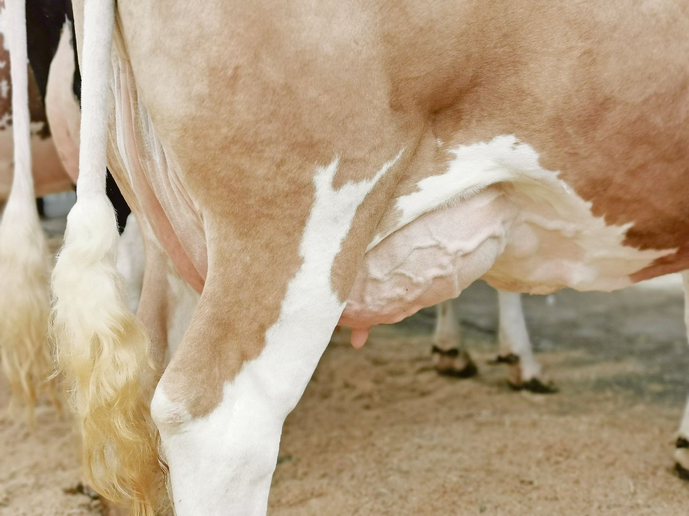 Streptococcus uberis hat sich zum wichtigsten Euter-Erreger entwickelt. Nun soll ihm eine Impfung an den Kragen.(Bild sb)