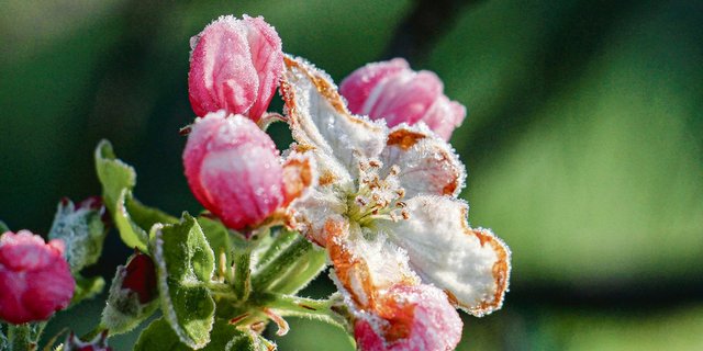 Mit der Klimaerwärmung häufen sich Spätfrostschäden in Obstanlagen. Einen sicheren Schutz gegen finanzielle Verluste bietet eine Frostversicherung. (Bild AdobeStock)