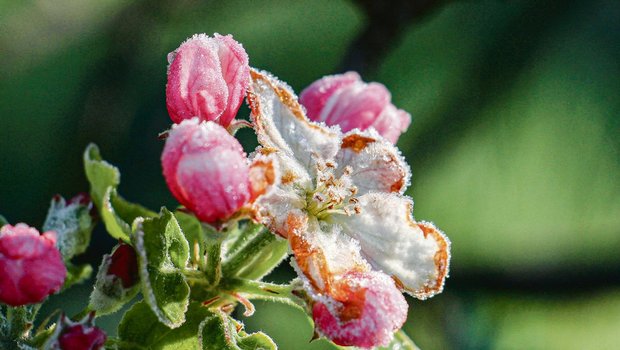 Mit der Klimaerwärmung häufen sich Spätfrostschäden in Obstanlagen. Einen sicheren Schutz gegen finanzielle Verluste bietet eine Frostversicherung. (Bild AdobeStock)