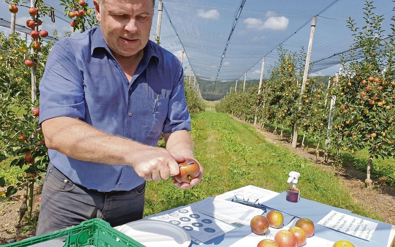 Für die Qualität von Lagerobst ist der richtige Pflückzeitpunkt entscheidend: Obstbaufachmann Daniel Schnegg vom LZ Liebegg nimmt eine Reifeindexprüfung an Cox Rennhard vor. 