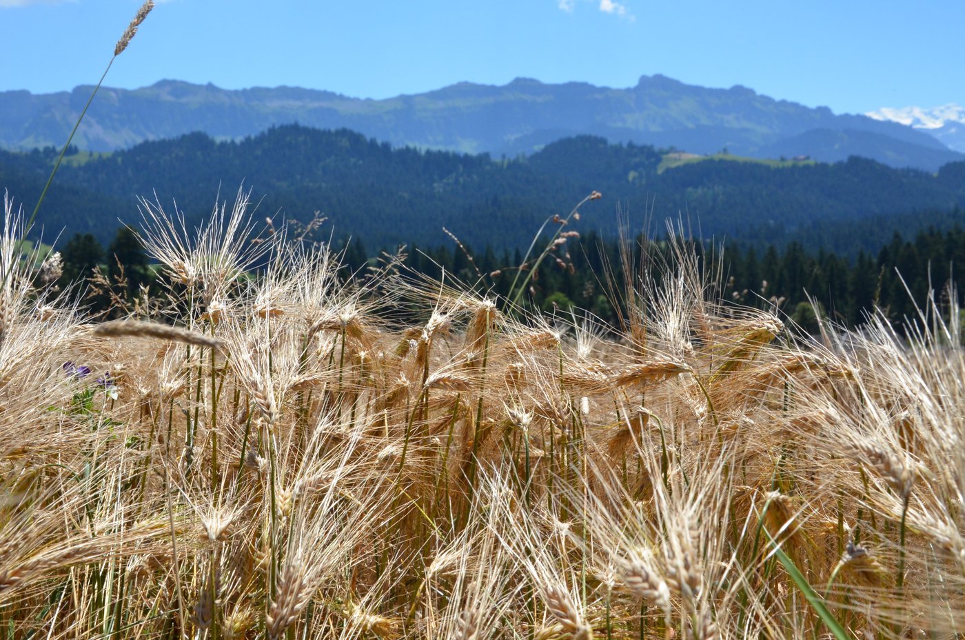 Bald steht die Gerstenernte an. Danach gilt es die passende Zwischenfrucht für sich zu finden. (Bild Aline Küenzi)