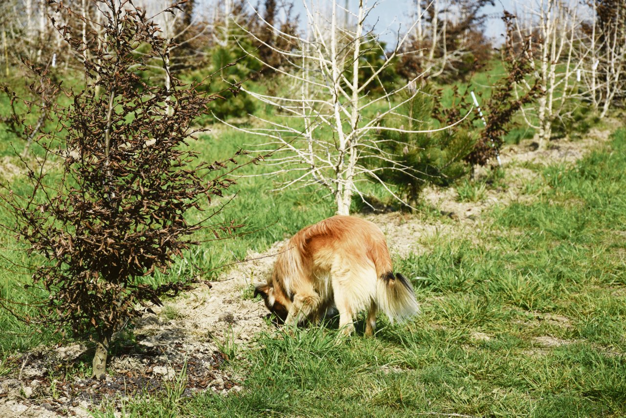 Hier darf er graben: Pyrenäenschäferhund «Milou» wird zum Trüffelhund ausgebildet und soll in Zukunft die Pilz-Ernte aus der Erde holen.(Bild uok)