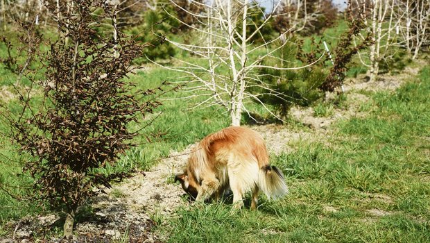 Hier darf er graben: Pyrenäenschäferhund «Milou» wird zum Trüffelhund ausgebildet und soll in Zukunft die Pilz-Ernte aus der Erde holen.(Bild uok)