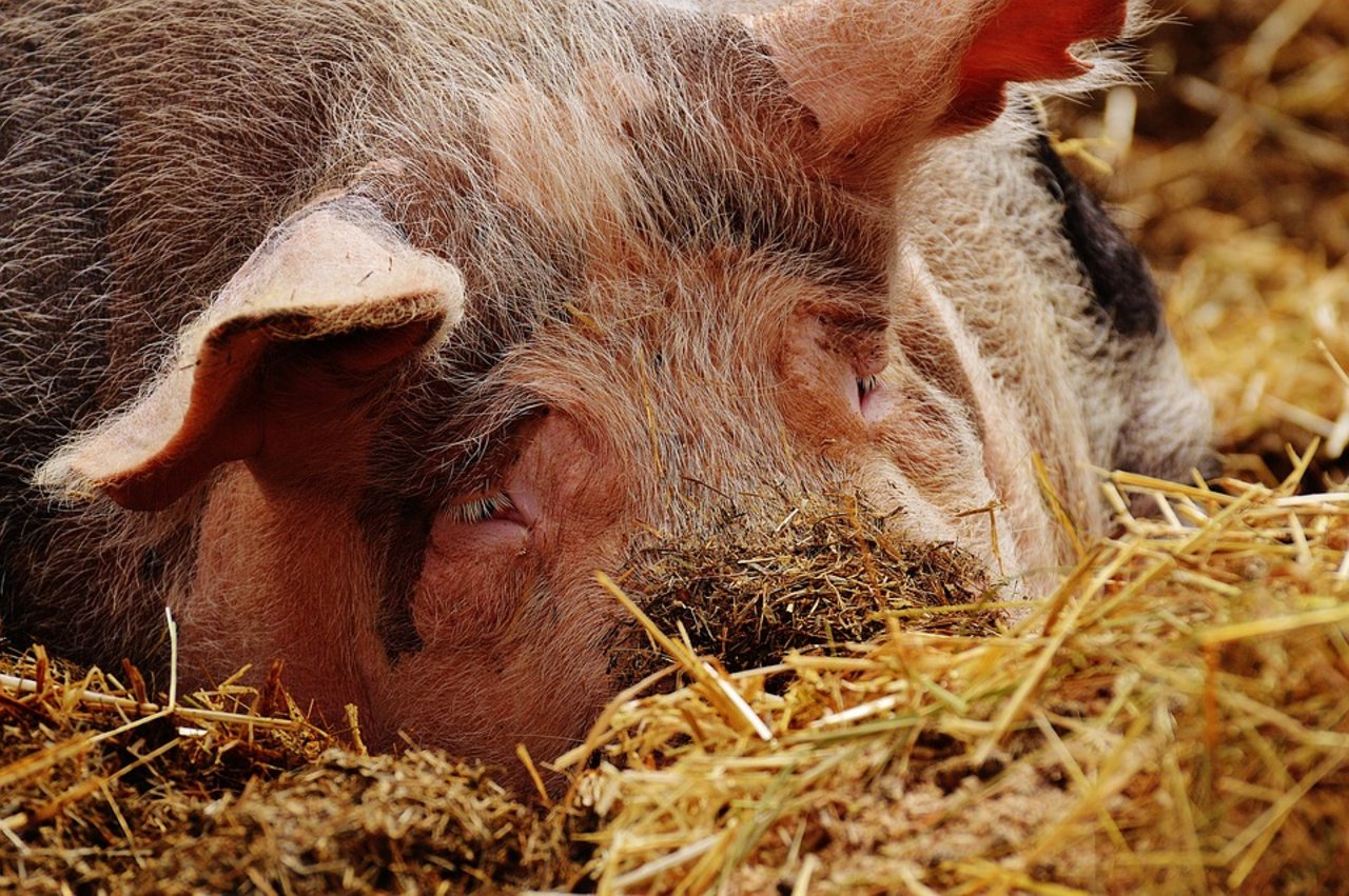 Glücklich wühlendes Schwein: In Deutschland sind die Konsumenten laut einer Umfrage bereit für mehr Tierwohl zu bezahlen. (Bild Pixabay)