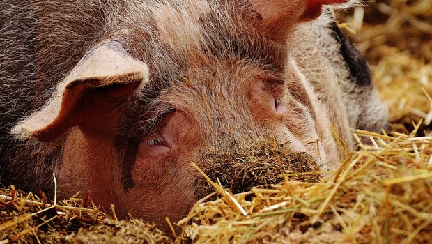 Glücklich wühlendes Schwein: In Deutschland sind die Konsumenten laut einer Umfrage bereit für mehr Tierwohl zu bezahlen. (Bild Pixabay)
