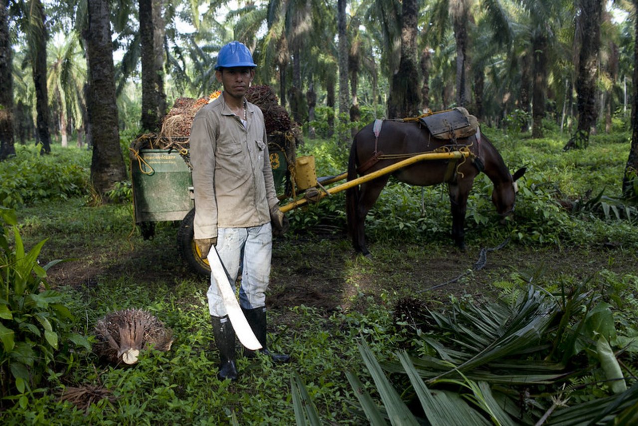 Je rund 30 Prozent der Palmölimporte stammen aus Malaysia und den Salomonen. Weitere Herkunftsländer sind Elfenbeinküste, Papua Neuguinea und Kambodscha. (Symbolbild Flickr / Solidarity Center)